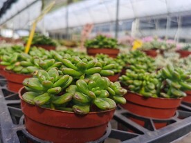 可爱多肉花卉市场盆栽