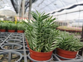 多肉植物可爱盆栽花卉市场