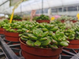 可爱清新多肉花卉市场