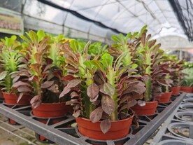 多肉可爱盆栽花卉市场