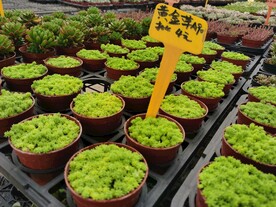 黄金草可爱多肉花卉市场盆栽