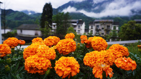 旅游景区路边盛开的菊花