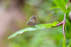草叶上的小蝴蝶图片
