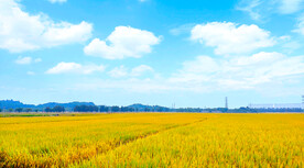 蓝天下的秋日稻田稻谷