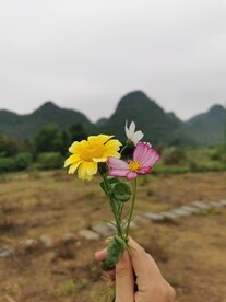 茼蒿花 格桑花