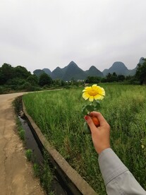 茼蒿花