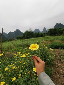 茼蒿花 