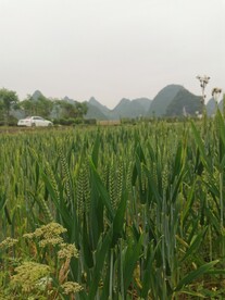 桂林山水 
