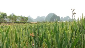 麦田 小麦