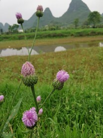 桂林山水 