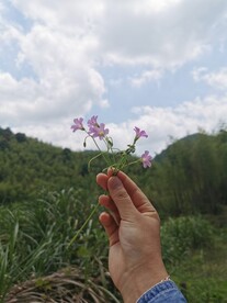 红花酢浆草