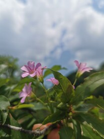 红花酢浆草