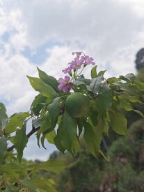 红花酢浆草