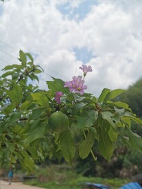红花酢浆草