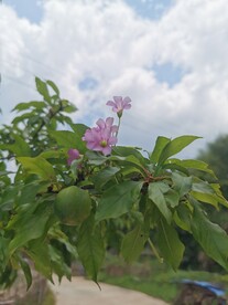 红花酢浆草