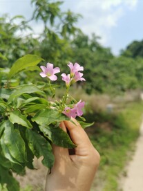 红花酢浆草 