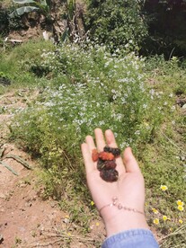 桑葚