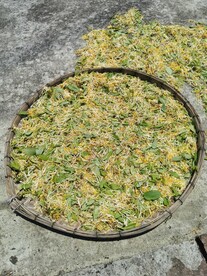 金银花 