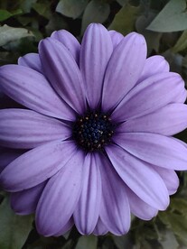 淡紫色小雏菊菊花