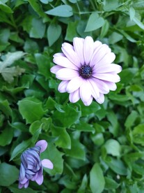 可爱美丽淡紫色优雅小雏菊