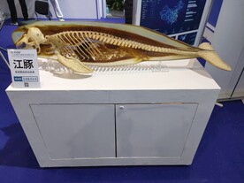 江豚生物塑化标本生物科技展品