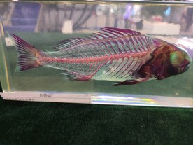 鱼类生物塑化标本生物科技展品