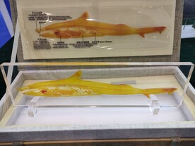 鱼类生物塑化标本生物科技展品