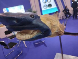 大鲨鱼生物塑化标本生物科技展品