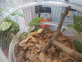 蜥蜴爬行类生物展会