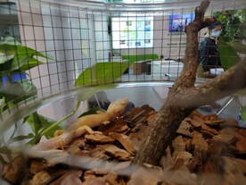 蜥蜴爬行类生物展