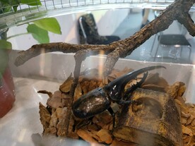 独角仙金龟子昆虫生物展览