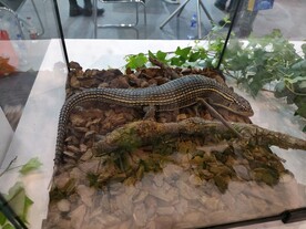 蜥蜴爬行类生物展
