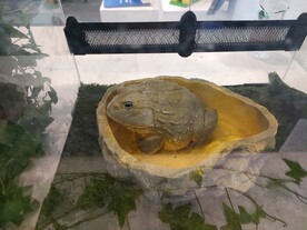 金色蟾蜍蛤蟆水陆两栖动物生物展