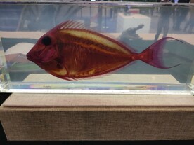 大鱼生物塑化标本生物科技展品