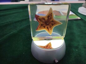 海星生物塑化标本生物科技展品