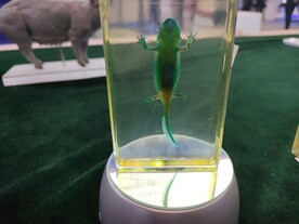 爬行类生物塑化标本生物科技展品