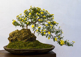 菊花盆景高清图