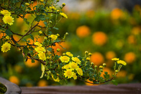菊花