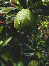 橙子