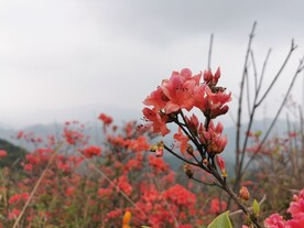 广州通天蜡烛 