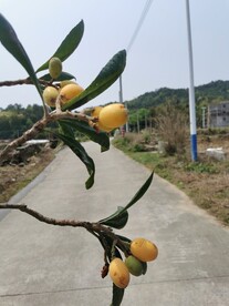 枇杷