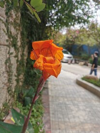美人蕉