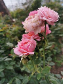 鲜花 