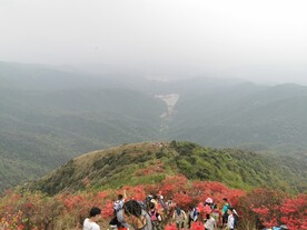 广州通天蜡烛 