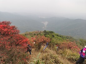 广州通天蜡烛 