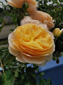 鲜花