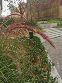 牧地狼尾草