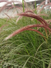 牧地狼尾草 