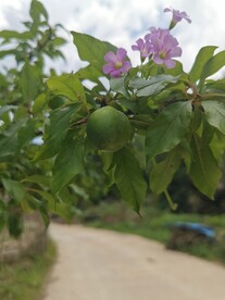 红花酢浆草