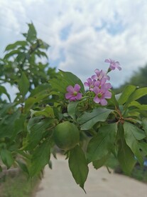 红花酢浆草 